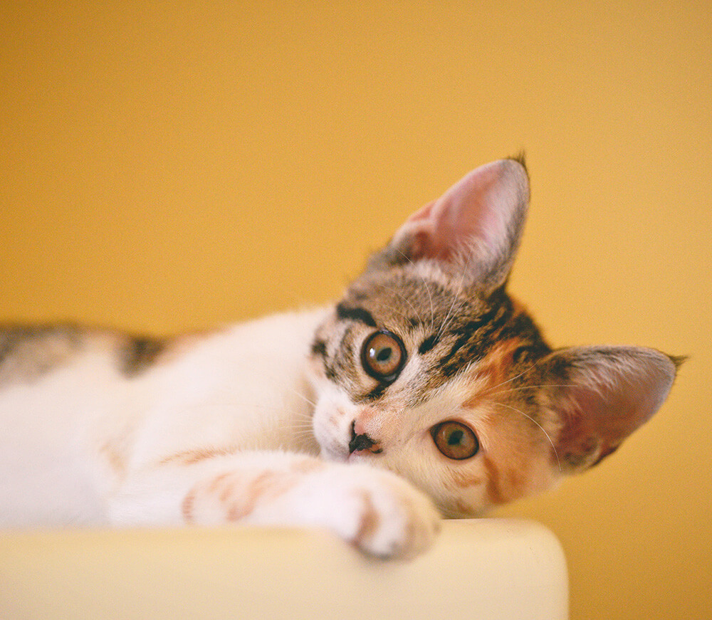 Kitten mobile Alma Street Veterinary Hospital