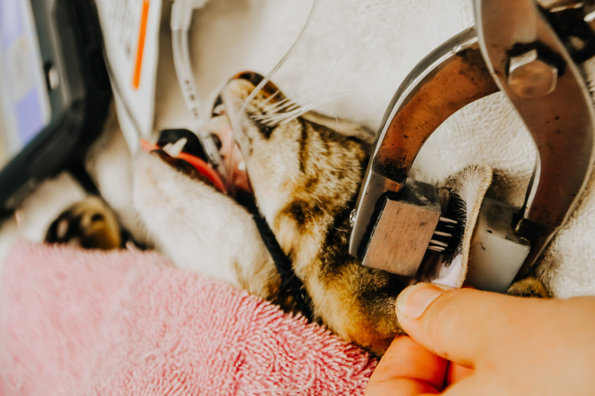 Desexing Expert and careful pet desexing at Alma St Vet Hospital