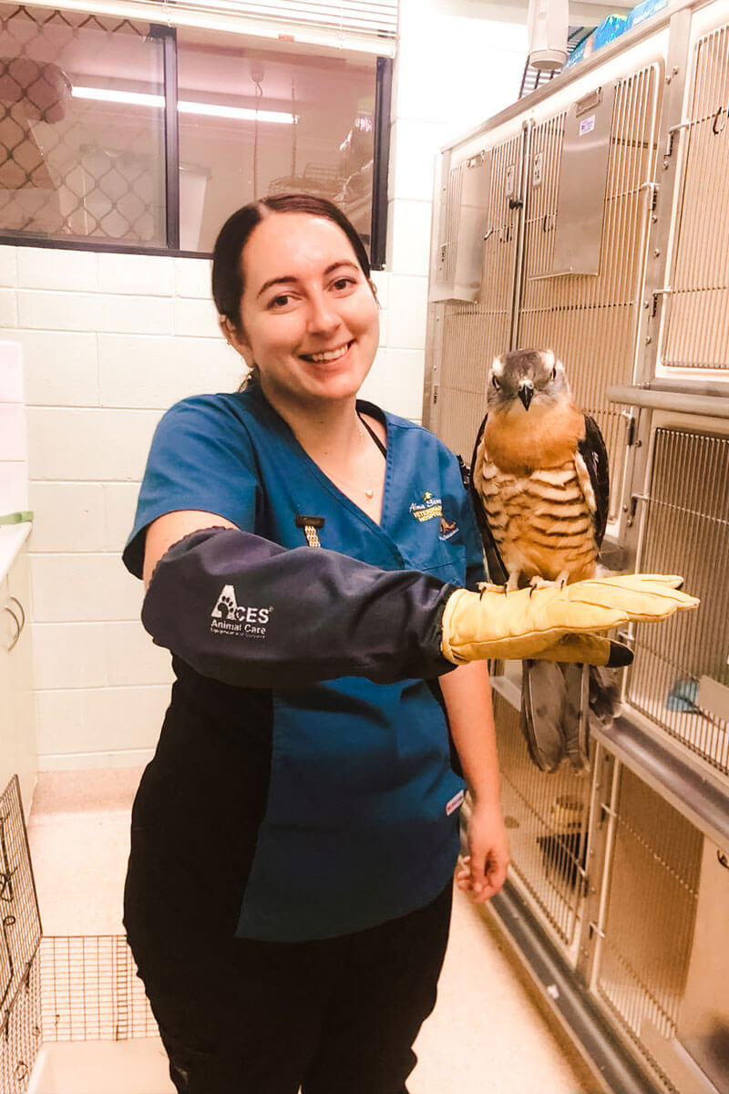 Alma Street Vet Hospital Owl Vet Rockhampton Alma Street Veterinary