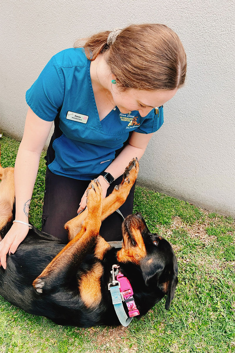 Alma Street Vet & Emu Park Vet - Playing with Puppy