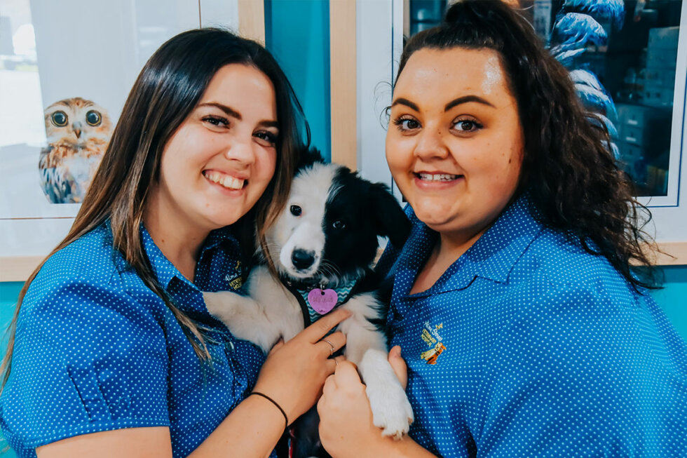 Alma Street Vet Alma Street Veterinary Hospital