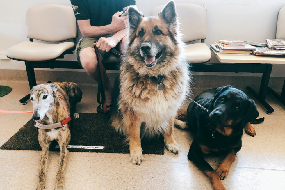 Alma Street Vet Alma Street Veterinary Hospital